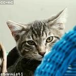 Aliya Kemmer Profile Picture