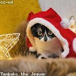 Carleton Schmitt Profile Picture