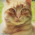 Tillman Bosco Profile Picture
