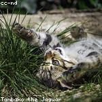 Ahmad Jaskolski Profile Picture
