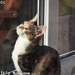 Alivia Bradtke Profile Picture