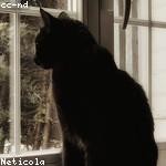 Norene Lebsack Profile Picture